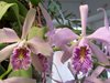 Cattleya maxima 